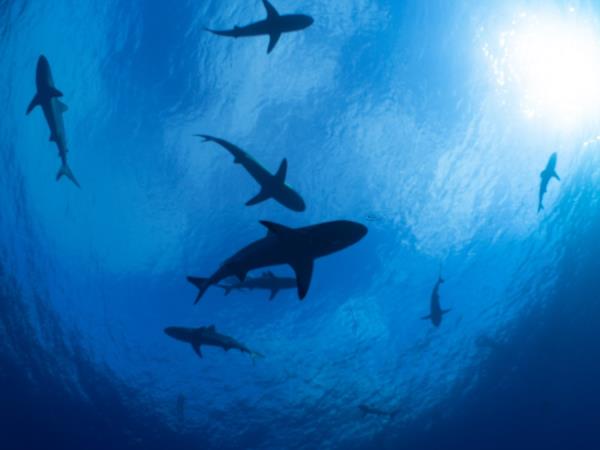 Whales and wildlife tour in Tahiti