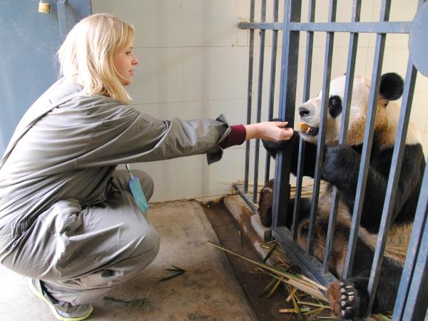 Panda volunteering holiday in China