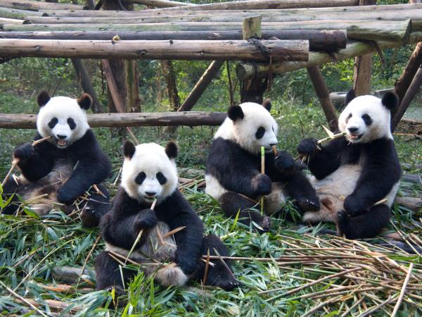 Panda volunteering holiday in China