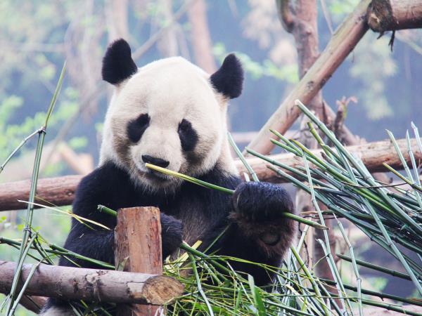 Panda volunteering holiday in China