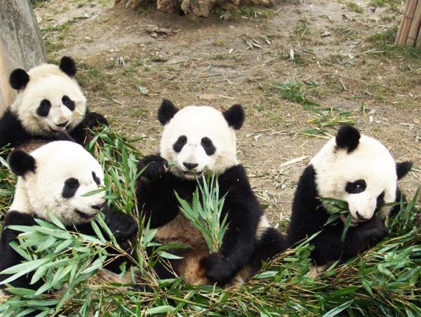 Panda volunteering holiday in China