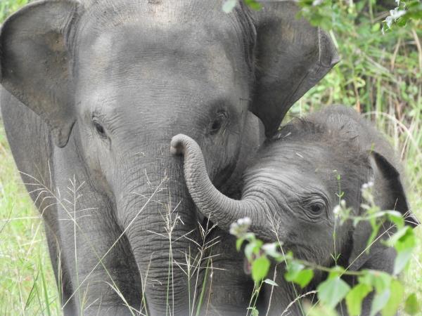 Online Sri Lankan elephant research and conservation course