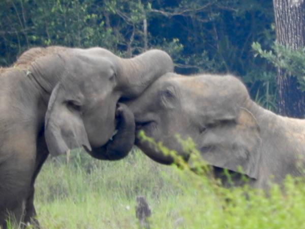 Online Sri Lankan elephant research and conservation course