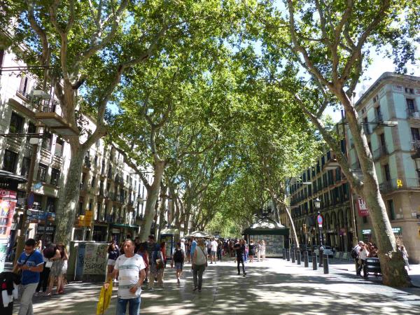 Online volunteering to support charities in Spain