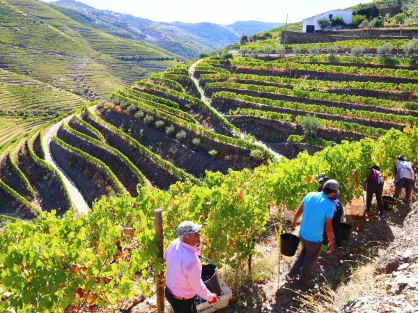 Douro Valley self guided walking holiday in Portugal
