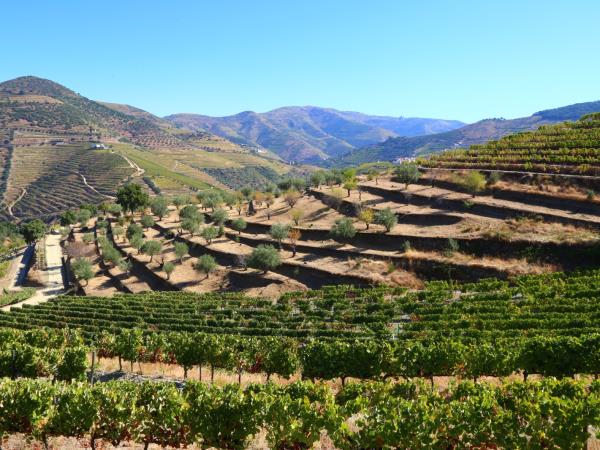 Douro Valley self guided walking holiday in Portugal