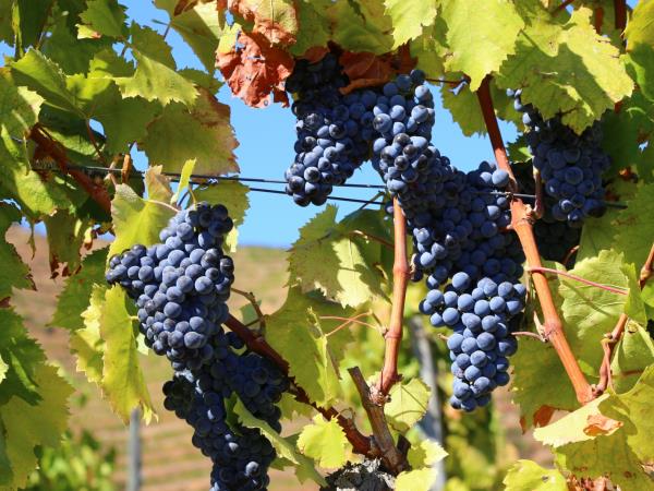 Douro Valley self guided walking holiday in Portugal