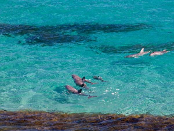Kangaroo Island dolphin swim and tour, South Australia