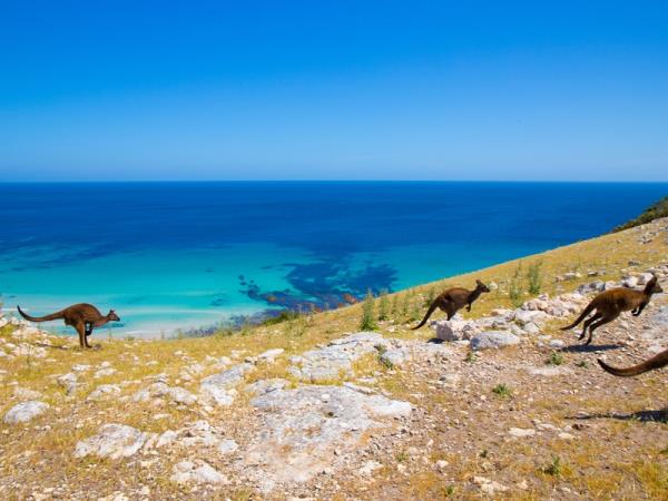 Kangaroo Island dolphin swim and tour, South Australia