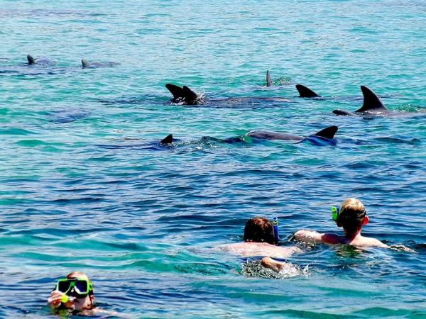 Kangaroo Island dolphin swim and tour, South Australia