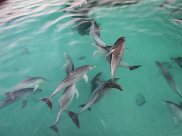 Kangaroo Island dolphin swim and tour, South Australia
