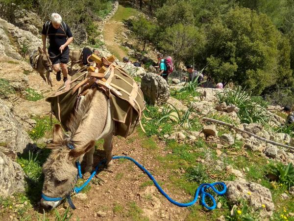 Trekking with donkeys in Sardinia
