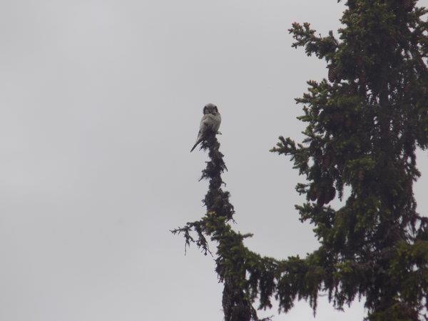 Norway wildlife holiday, walking safari