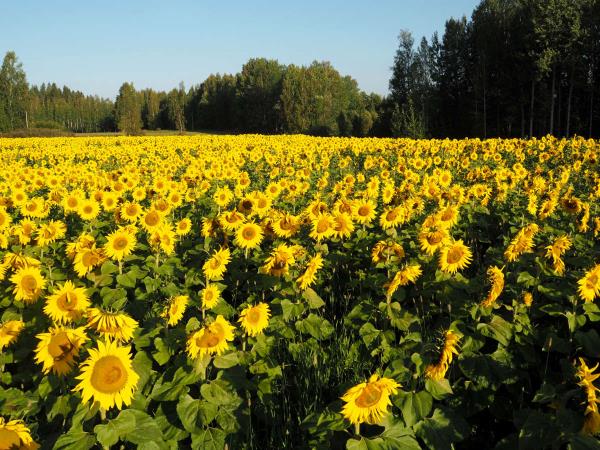 Finland cycling holiday Helsinki to Tampere