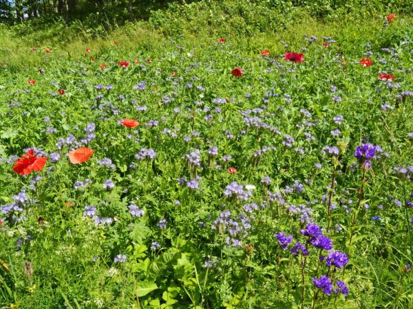Helsinki to Hanko cycling holiday in Finland