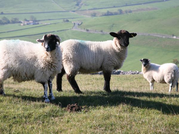 The Dales Way walking holiday in Yorkshire