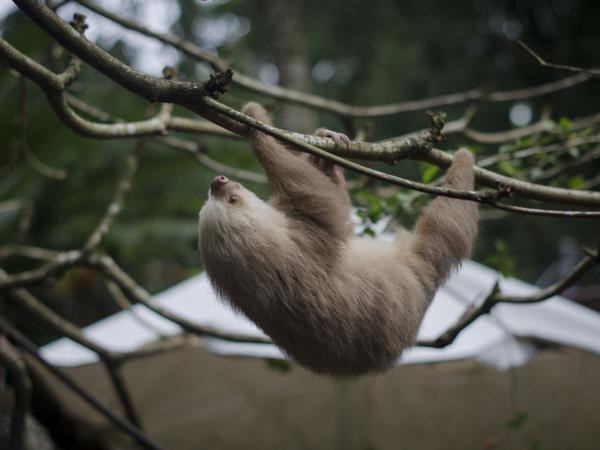 Costa Rica volunteering and travel holiday
