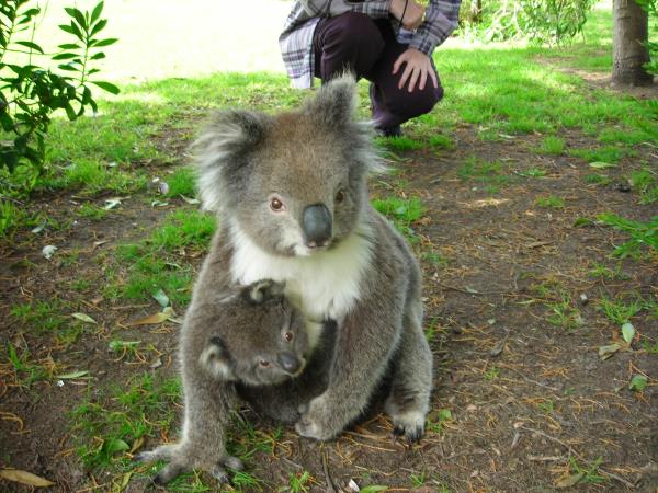 Private Great Ocean Road tour