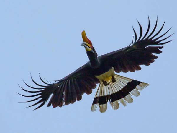 West Malaysia and Borneo small group tour