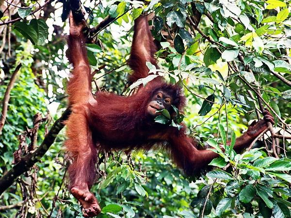 West Malaysia and Borneo small group tour