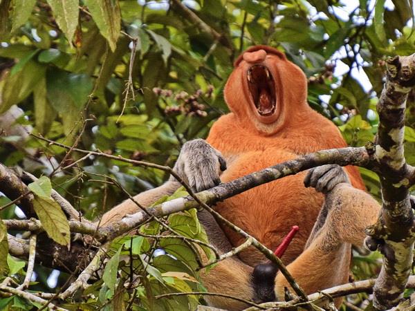 West Malaysia and Borneo small group tour