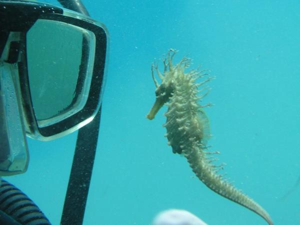 Marine conversation volunteering in Croatia