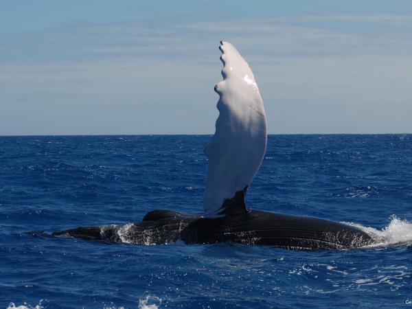 Swim with whales in the Dominican Republic