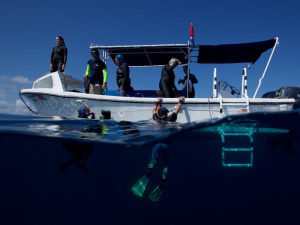 Swim with whales in the Dominican Republic