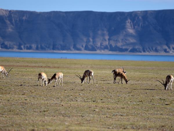 Northern Tibet adventure tour, Qiangtang to Kailash
