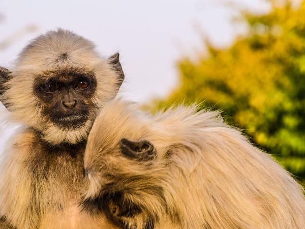 India Golden Triangle and Ranthambhore holiday