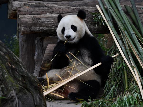 Sichuan to Tibet overland tour