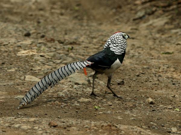 Bird Watching holiday in China