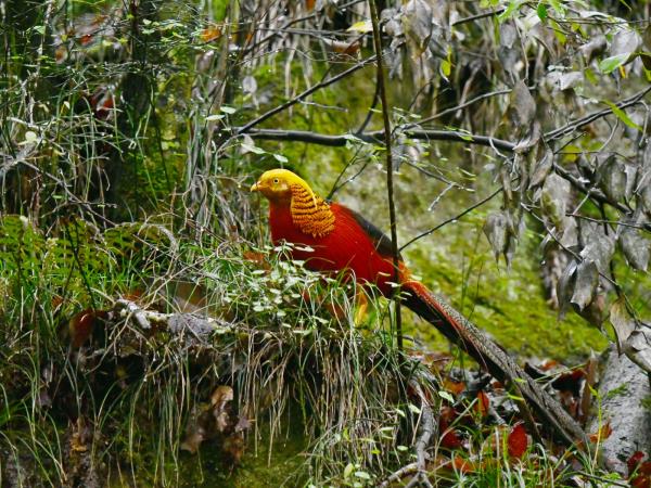 Bird Watching holiday in China