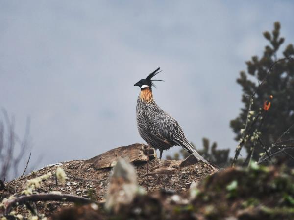 Bird Watching holiday in China