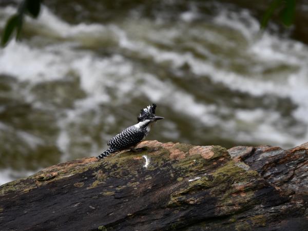 Bird Watching holiday in China