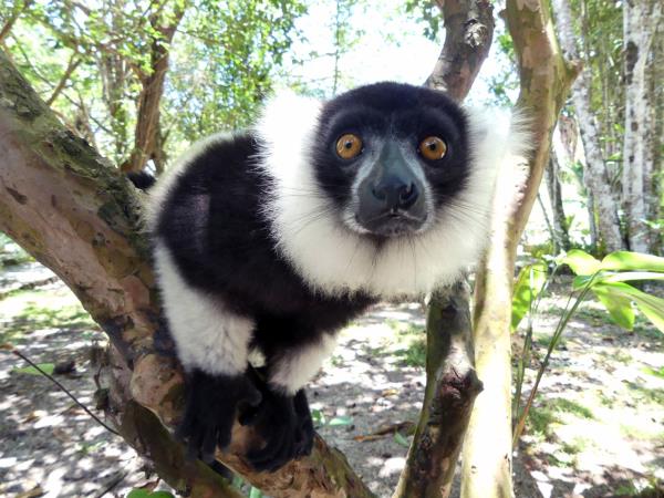 Madagascar wildlife holiday with zoologist guide