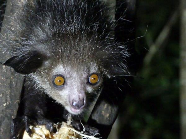 Madagascar wildlife holiday with zoologist guide