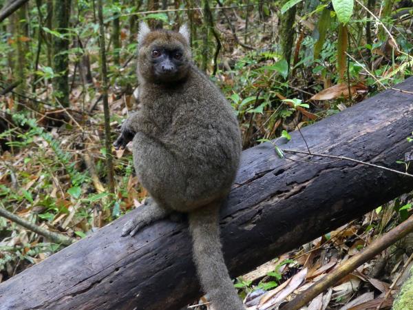 Madagascar wildlife holiday with zoologist guide