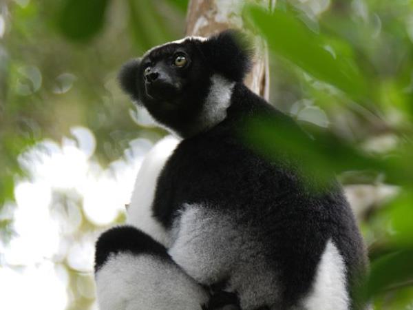 Madagascar wildlife holiday with zoologist guide