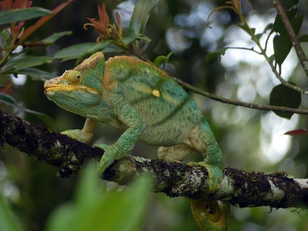 Madagascar wildlife holiday with zoologist guide