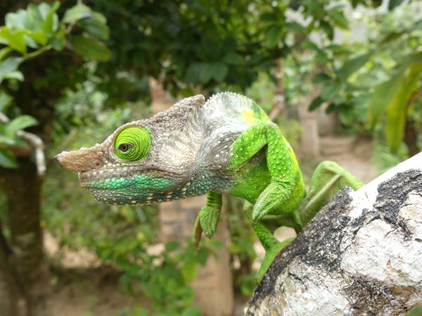 Madagascar wildlife holiday with zoologist guide