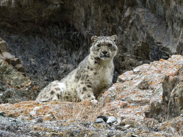 Snow leopard and wildlife holiday in China