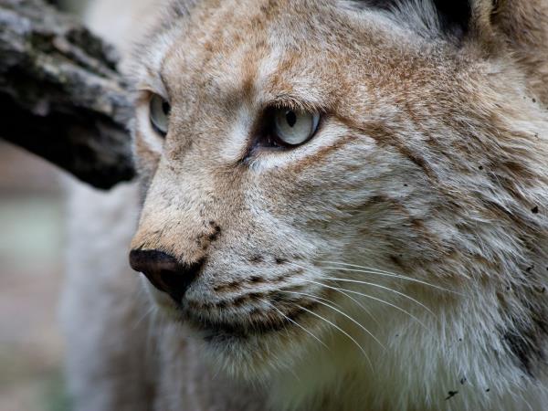 Snow leopard and wildlife holiday in China