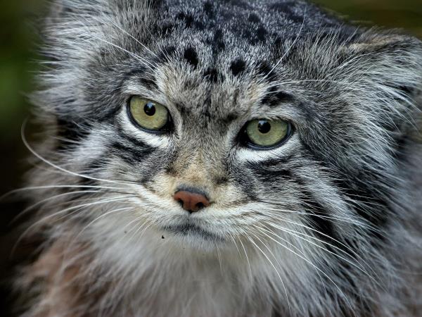 Snow leopard and wildlife holiday in China