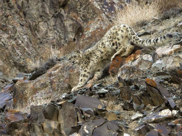 Snow leopard and wildlife holiday in China