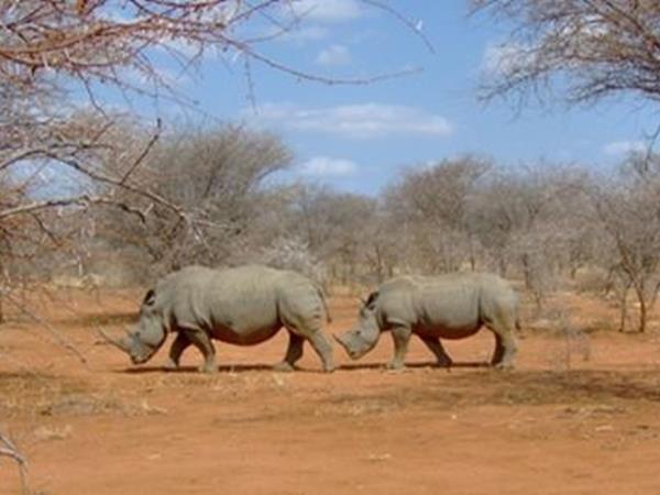 Tanzania wildlife safari with zoologist guide