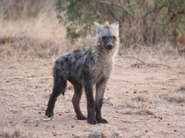 Tanzania wildlife safari with zoologist guide