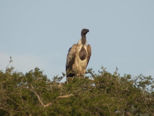 Tanzania wildlife safari with zoologist guide