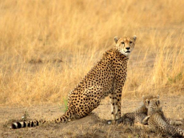 Tanzania wildlife safari with zoologist guide