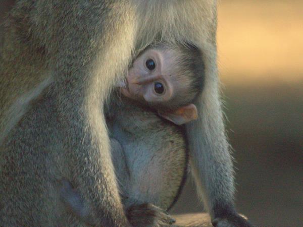 Tanzania wildlife safari with zoologist guide